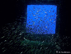 Coming and Going on the Felipe Xicotencati off Cozumel, w... by Steven Anderson 